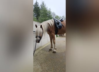 Haflinger Mix, Gelding, 3 years, 15,1 hh, Chestnut-Red