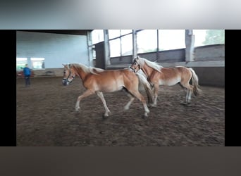 Haflinger, Gelding, 3 years, Chestnut-Red