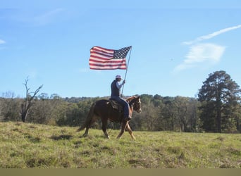 Haflinger, Gelding, 3 years, Chestnut