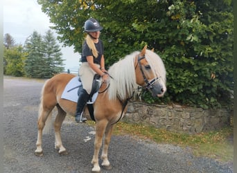 Haflinger, Gelding, 3 years