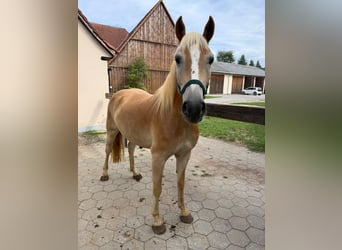 Haflinger, Gelding, 4 years, 13.2 hh, Chestnut-Red