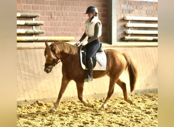 Haflinger Mix, Gelding, 4 years, 13,3 hh