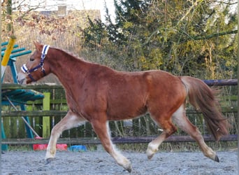 Haflinger Mix, Gelding, 4 years, 13,3 hh