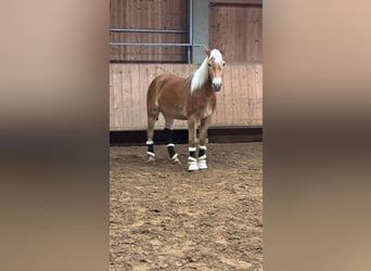 Haflinger, Gelding, 4 years, 14.1 hh, Chestnut-Red
