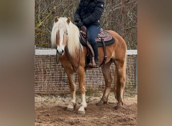 Haflinger, Gelding, 4 years, 14.1 hh, Chestnut-Red