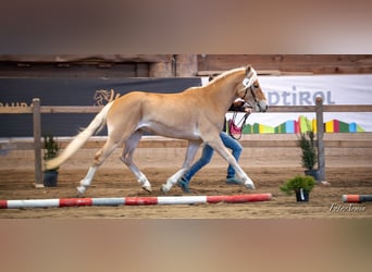 Haflinger, Gelding, 4 years, 14.1 hh, Chestnut-Red