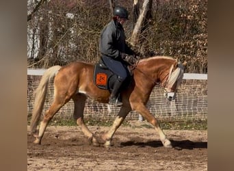 Haflinger, Gelding, 4 years, 14.1 hh, Chestnut-Red