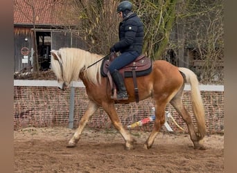 Haflinger, Gelding, 4 years, 14.1 hh, Chestnut-Red