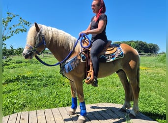 Haflinger, Gelding, 4 years, 14.1 hh, Chestnut-Red