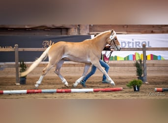 Haflinger, Gelding, 4 years, 14,1 hh, Chestnut-Red