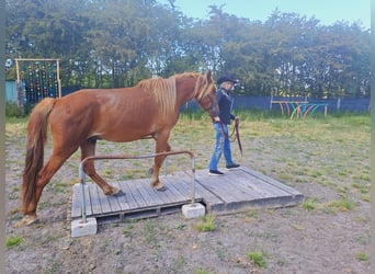 Haflinger Mix, Wallach, 4 Jahre, 14,2 hh, Brauner