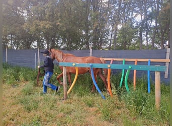 Haflinger Mix, Wallach, 4 Jahre, 14,2 hh, Brauner