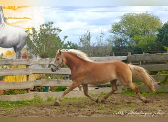 Haflinger, Wallach, 4 Jahre, 14,2 hh, Hellbrauner