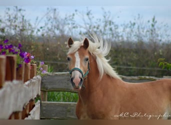 Haflinger, Wallach, 4 Jahre, 14,2 hh, Hellbrauner