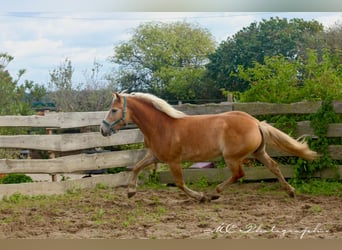 Haflinger, Wallach, 4 Jahre, 14,2 hh, Hellbrauner