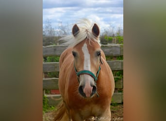 Haflinger, Wallach, 4 Jahre, 14,2 hh, Hellbrauner