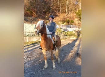 Haflinger, Gelding, 4 years, 14.2 hh, Brown-Light