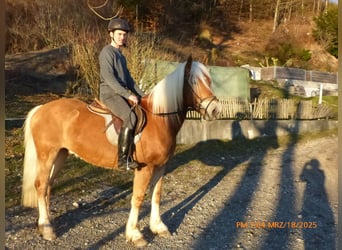 Haflinger, Gelding, 4 years, 14.2 hh, Brown-Light