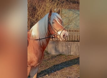 Haflinger, Gelding, 4 years, 14.2 hh, Brown-Light