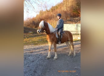 Haflinger, Gelding, 4 years, 14.2 hh, Brown-Light