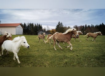 Haflinger, Gelding, 4 years, 14.2 hh, Brown-Light