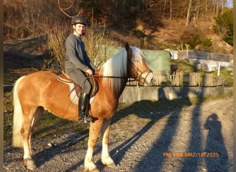 Haflinger, Gelding, 4 years, 14.2 hh, Brown-Light