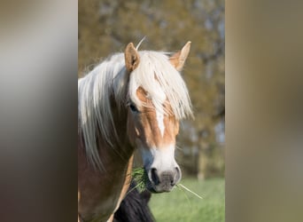 Haflinger, Gelding, 4 years, 14.2 hh, Brown-Light