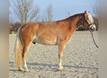 Haflinger, Gelding, 4 years, 14,2 hh, Chestnut-Red