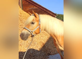 Haflinger, Gelding, 4 years, 14,2 hh, Chestnut-Red