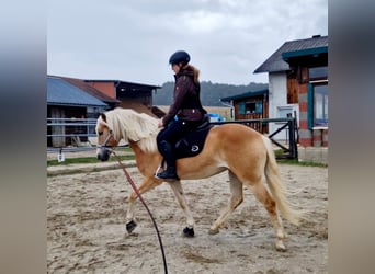 Haflinger, Gelding, 4 years, 14,2 hh, Chestnut-Red