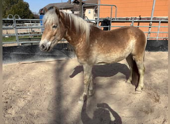 Haflinger, Gelding, 4 years, 14.2 hh, Chestnut-Red