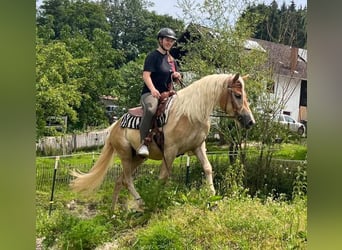 Haflinger, Gelding, 4 years, 14,2 hh, Chestnut-Red