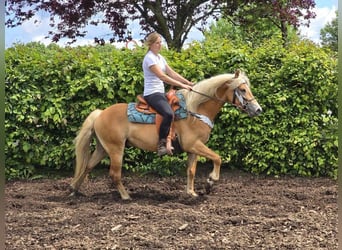 Haflinger, Gelding, 4 years, 14,2 hh, Chestnut-Red