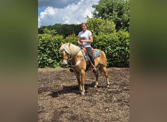 Haflinger, Gelding, 4 years, 14,2 hh, Chestnut-Red