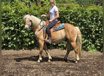 Haflinger, Gelding, 4 years, 14,2 hh, Chestnut-Red