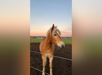 Haflinger, Gelding, 4 years, 14,2 hh, Chestnut-Red