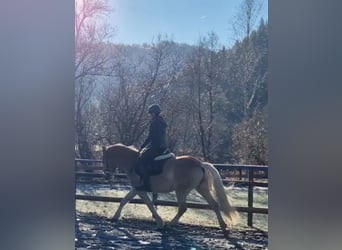 Haflinger, Gelding, 4 years, 14,2 hh, Chestnut-Red