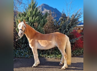 Haflinger, Gelding, 4 years, 14,2 hh, Chestnut-Red