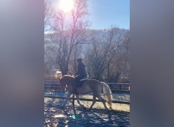 Haflinger, Gelding, 4 years, 14,2 hh, Chestnut-Red