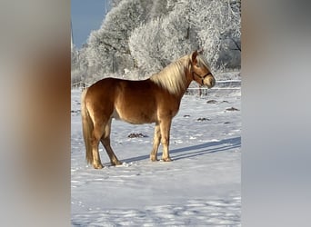 Haflinger, Gelding, 4 years, 14.2 hh, Chestnut-Red