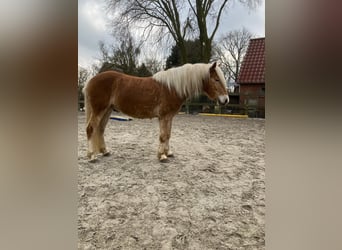 Haflinger, Gelding, 4 years, 14.2 hh, Chestnut-Red