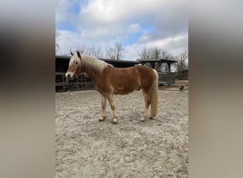 Haflinger, Gelding, 4 years, 14.2 hh, Chestnut-Red