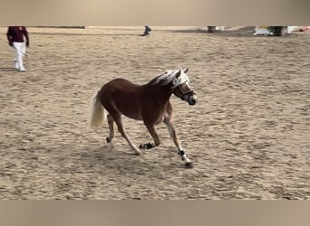 Haflinger, Gelding, 4 years, 14,2 hh