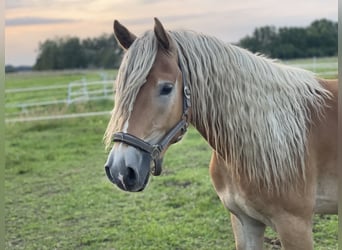 Haflinger, Gelding, 4 years, 14,2 hh