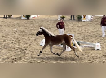 Haflinger, Gelding, 4 years, 14,2 hh