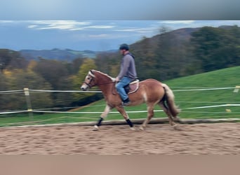 Haflinger, Wallach, 4 Jahre, 14,3 hh, Fuchs