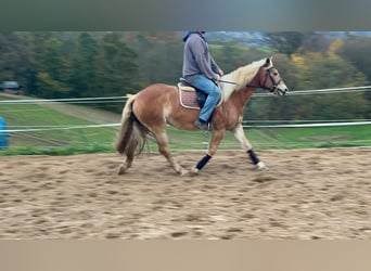 Haflinger, Wallach, 4 Jahre, 14,3 hh, Fuchs