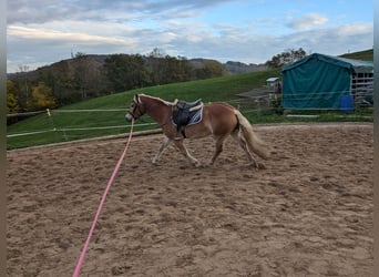 Haflinger, Wallach, 4 Jahre, 14,3 hh, Fuchs