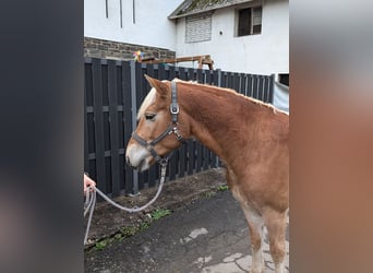 Haflinger, Wallach, 4 Jahre, 14,3 hh, Fuchs