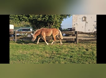 Haflinger, Gelding, 4 years, 14,3 hh, Chestnut-Red